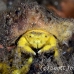 crab_sponge_shr_tam_h_0021_bal6394.jpg